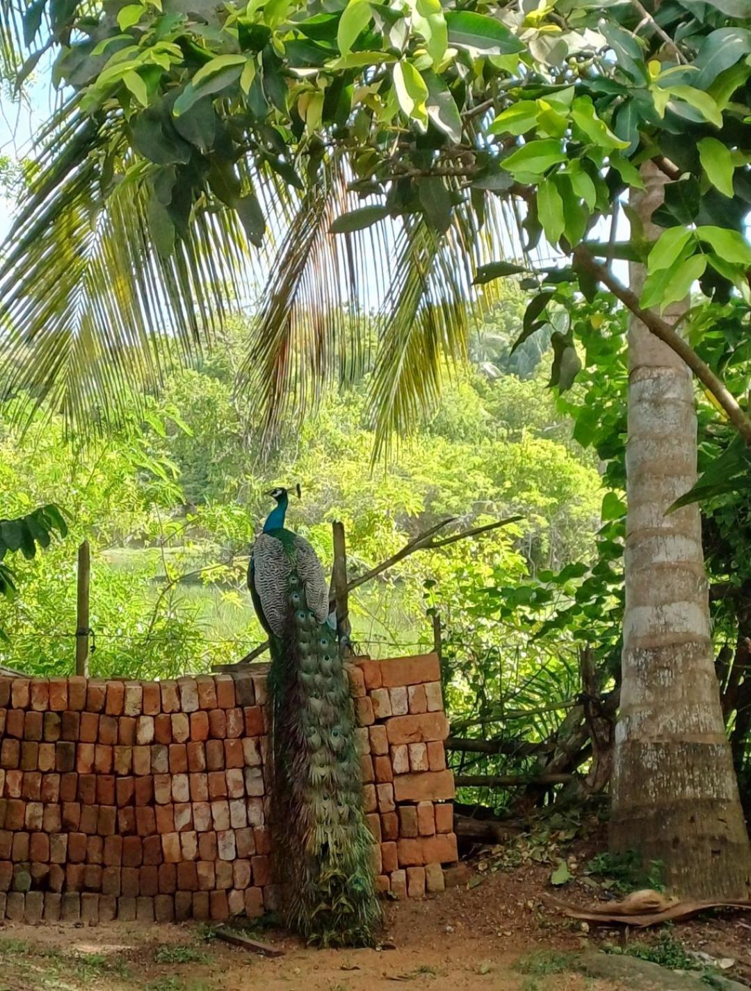 Turtle Island Cabana Tangalle Bagian luar foto